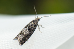 Common Birch Bell (Epinotia immundana)