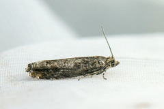 Common Birch Bell (Epinotia immundana)