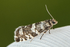 Common Spruce Bell (Epinotia tedella)