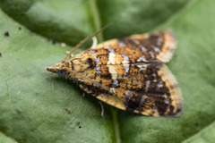 Yellow-spot Tortrix (Pseudargyrotoza conwagana)