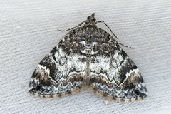 Common Marbled Carpet (Dysstroma truncata)