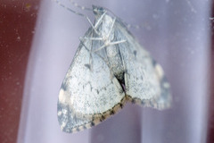 Common Marbled Carpet (Dysstroma truncata)