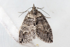 July Highflyer (Hydriomena furcata)
