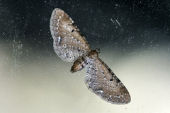 Brun dvergmåler (Eupithecia absinthiata)