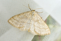Smoky Wave (Scopula ternata)
