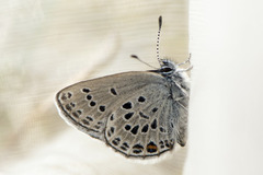 Cranberry Blue (Plebejus optilete)
