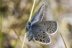 Myrblåvinge (Plebejus optilete)