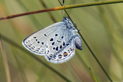 Myrblåvinge (Plebejus optilete)