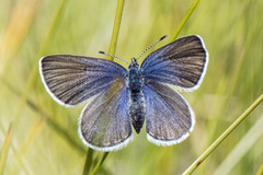 Cranberry Blue (Plebejus optilete)