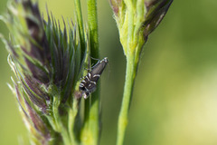 Glyphipterix simpliciella