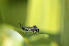 Glyphipterix simpliciella