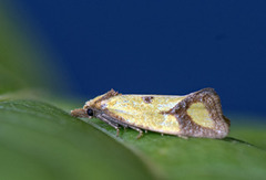 Ringpraktvikler (Agapeta zoegana)