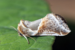 Buff Arches (Habrosyne pyritoides)