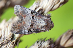 Rødlig strandengfly (Litoligia literosa)