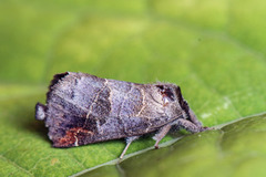 Small Chocolate-tip (Clostera pigra)