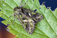 Orache Moth (Trachea atriplicis)