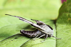 Kveldpåfugløye (Smerinthus ocellata)