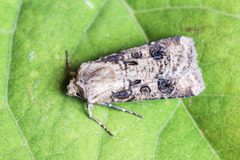 Gråpudret jordfly (Agrotis segetum)