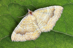 Yellow Shell (Camptogramma bilineata)