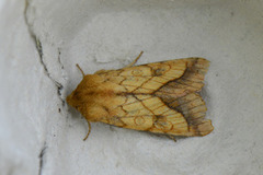 Gullfagerfly (Pyrrhia umbra)