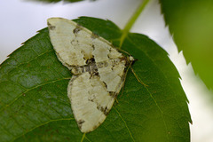 Svartflekket olivenmåler (Colostygia pectinataria)