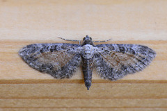 Rustdvergmåler (Eupithecia icterata)