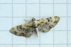 Torskemunndvergmåler (Eupithecia linariata)