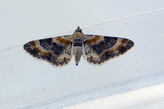 Torskemunndvergmåler (Eupithecia linariata)