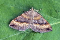 Brun bakkemåler (Scotopteryx chenopodiata)