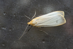 Buff Footman (Eilema depressa)