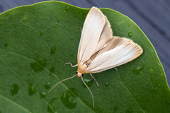 Buff Footman (Eilema depressa)