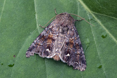 Broom Moth (Ceramica pisi)