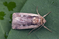Flame Shoulder (Ochropleura plecta)