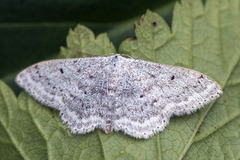 Cream Wave (Scopula incanata)
