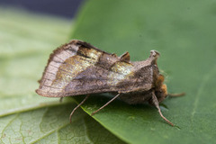 Burnished Brass (Diachrysia chrysitis)