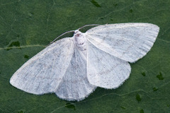 Common White Wave (Cabera pusaria)