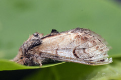 Pebble Prominent (Notodonta ziczac)