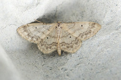 Randengmåler (Idaea biselata)