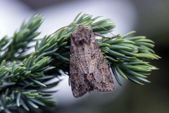 Pale Shining Brown (Polia bombycina)