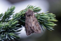 Vinkelhakefly (Polia bombycina)