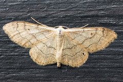 Vinkelengmåler (Idaea aversata)