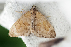 Grey Pine Carpet (Thera obeliscata)