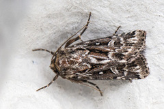 Røsslyngfly (Lycophotia porphyrea)