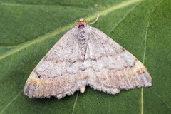 Tawny-barred Angle (Macaria liturata)