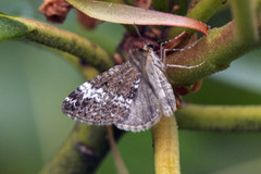 Dålundmåler (Perizoma alchemillata)