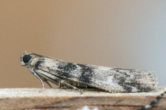 Askesmalmott (Euzophera pinguis)