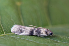 Askesmalmott (Euzophera pinguis)