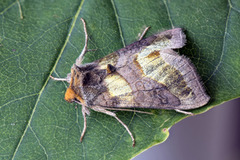Burnished Brass (Diachrysia chrysitis)