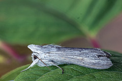 Lyst hettefly (Cucullia umbratica)