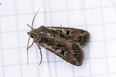 Gråbrunt sandjordfly (Euxoa tritici)